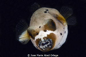 Small puffer fish portraid by Jose Maria Abad Ortega 